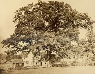Chêne (en été), Friars Oak, Clayton, Sussex, 1860
